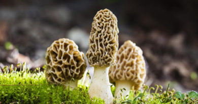 guchchi mushrooms
